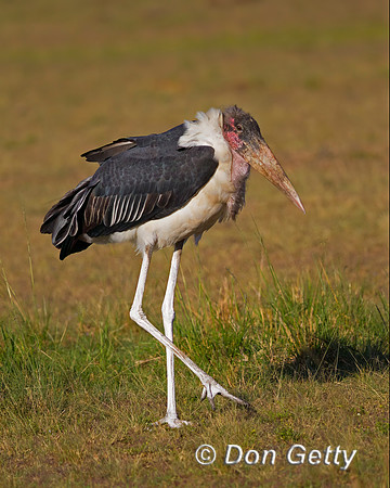 Marabou Stork