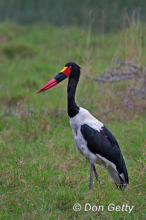 Saddle-billed Stork