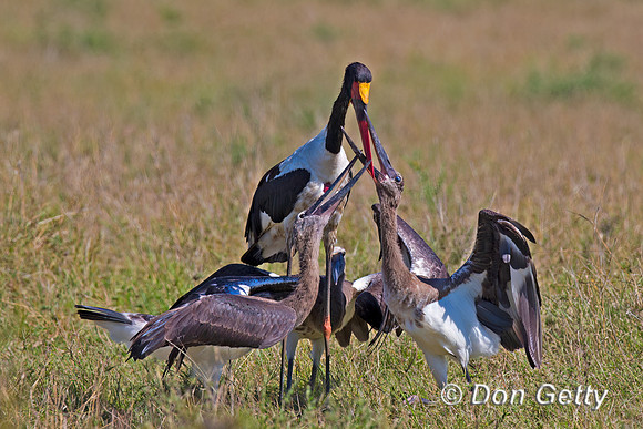 Saddle-billed Stork