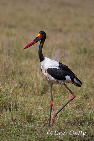 Saddle-billed Stork