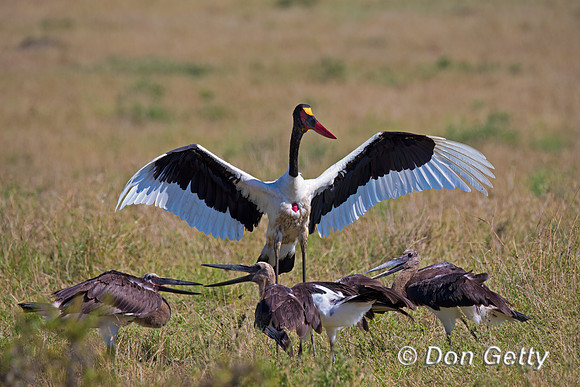 Saddle-billed Stork