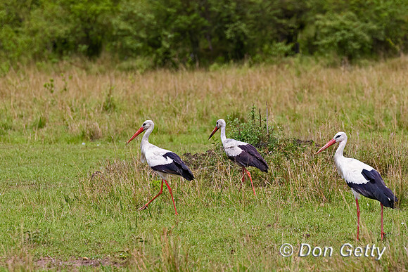 White Stork