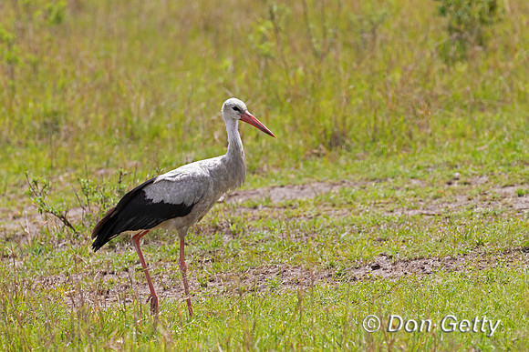 White Stork