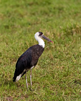 Woolly-necked Stork