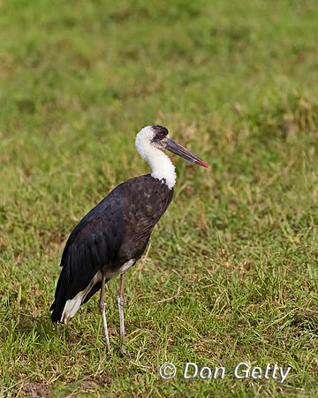 Woolly-necked Stork