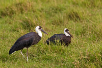 Woolly-necked Stork