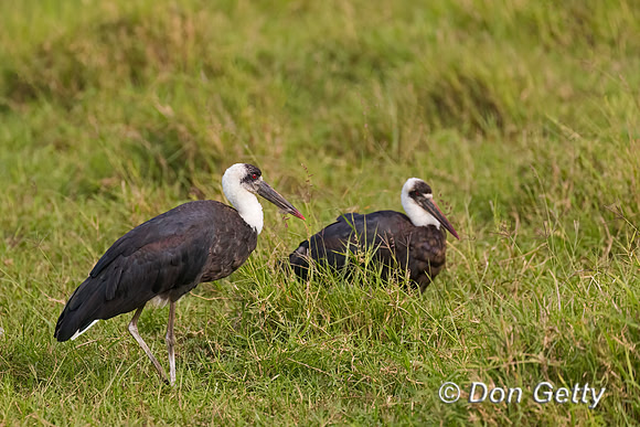 Woolly-necked Stork