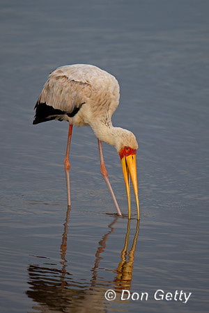Yellow-billed Stork