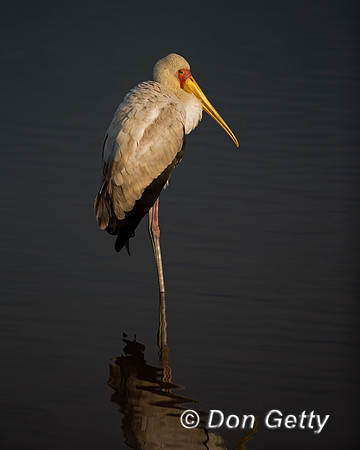 Yellow-billed Stork