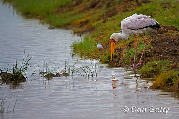 Yellow-billed Stork