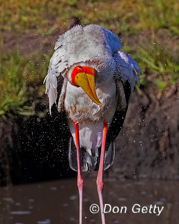 Yellow-billed Stork