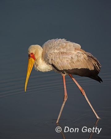 Yellow-billed Stork