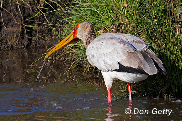 Yellow-billed Stork