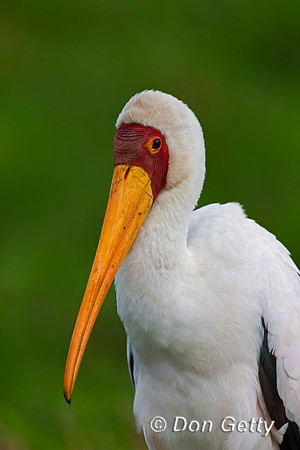 Yellow-billed Stork