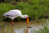 Yellow-billed Stork