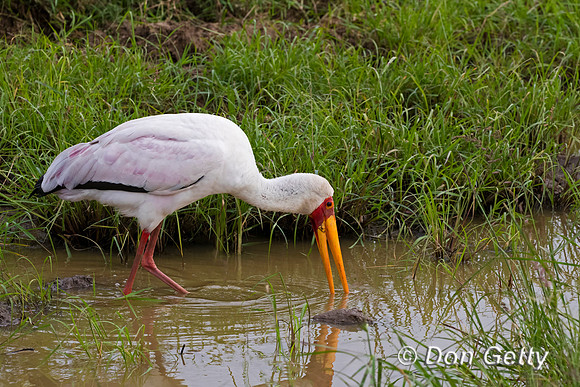 Yellow-billed Stork