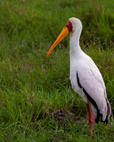 Yellow-billed Stork