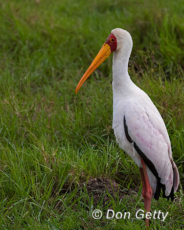 Yellow-billed Stork