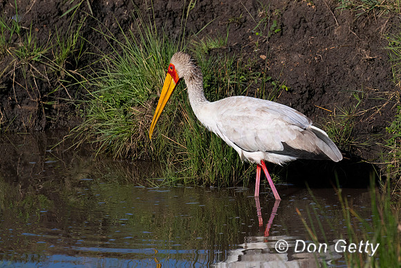 Yellow-billed Stork