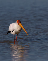 Yellow-billed Stork