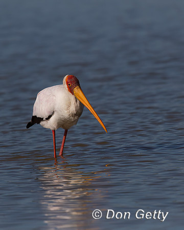Yellow-billed Stork