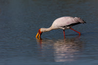 Yellow-billed Stork