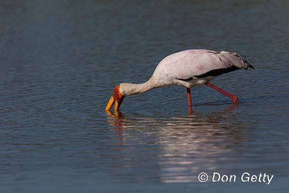 Yellow-billed Stork