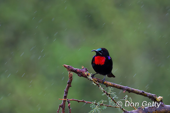 Hunter's Sunbird