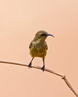 Marico Sunbird