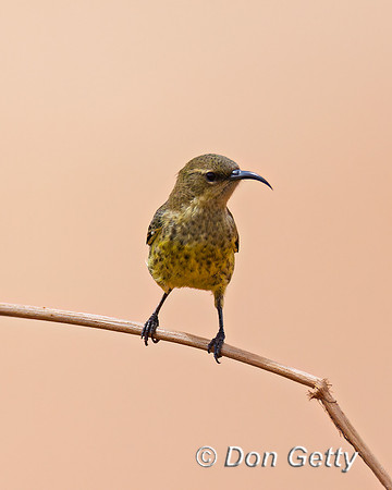 Marico Sunbird