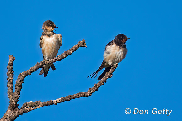 Barn Swallow