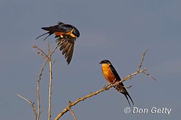 Red-breasted Swallow