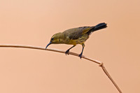 Marico Sunbird