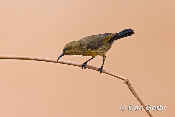 Marico Sunbird