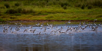 White-winged Tern