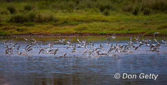White-winged Tern