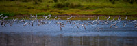 White-winged Tern