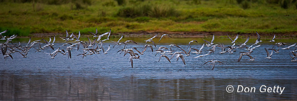White-winged Tern