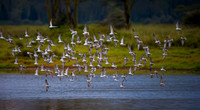 White-winged Tern