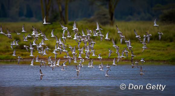 White-winged Tern