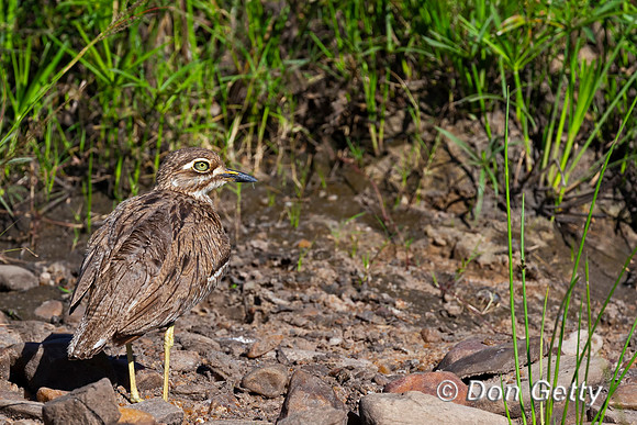 Water Thick-knee