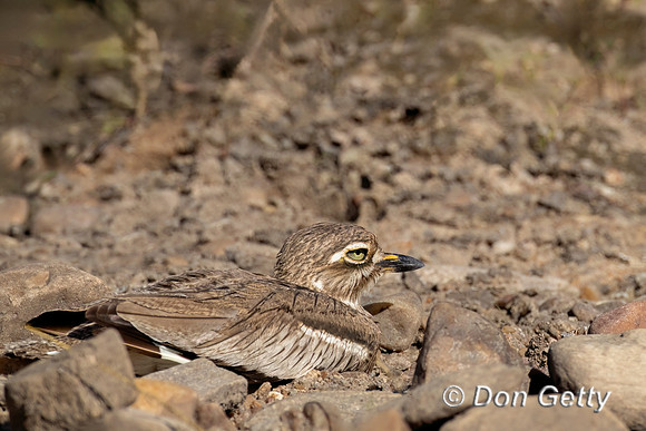 Water Thick-knee
