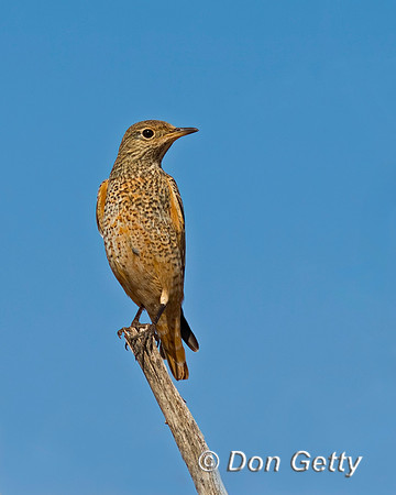 Common Rock Thrush