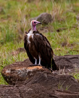 Hooded Vulture