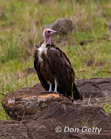 Hooded Vulture