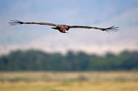 Hooded Vulture