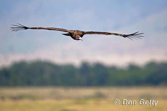 Hooded Vulture