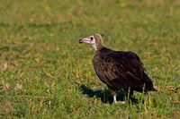 Hooded Vulture