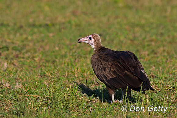 Hooded Vulture