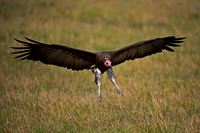 Hooded Vulture
